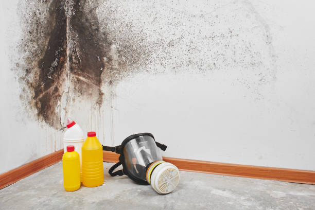 Best Commercial Mold Removal  in Plummer, ID