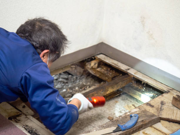 Best Mold Cleaning Services  in Plummer, ID