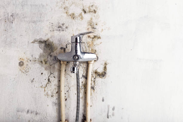 Mold Removal Process in Plummer, ID