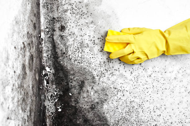 Best Residential Mold Removal  in Plummer, ID