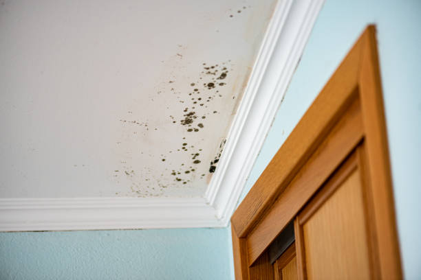 Best Residential Mold Removal  in Plummer, ID