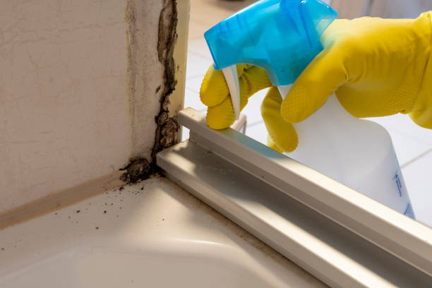 Plummer, ID Mold Removal Company