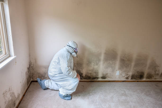 Best Certified Mold Removal  in Plummer, ID