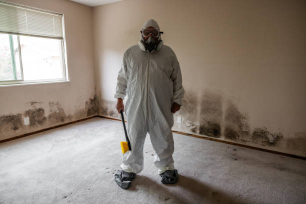 Best Mold Damage Repair  in Plummer, ID