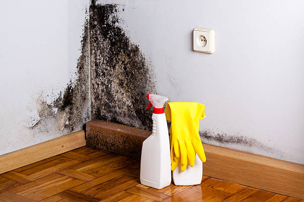 Mold Testing and Removal in Plummer, ID