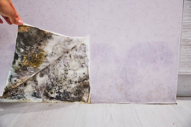 Best Attic Mold Removal  in Plummer, ID